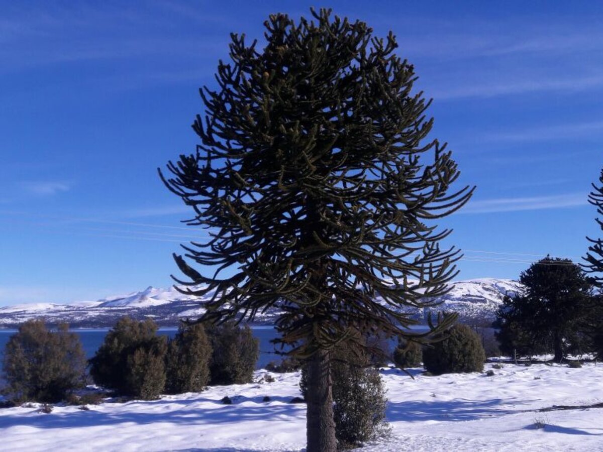 Araucaria junto al lago Aluminé en Villa Pehuenia